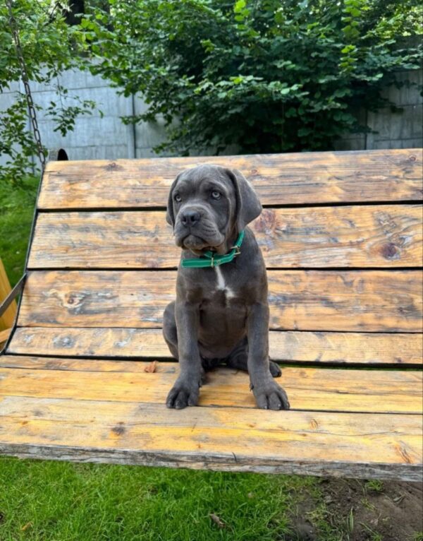 Dzhyna Cane Corso
