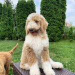 Daisy-female-Poodle-puppy-for-sale-1
