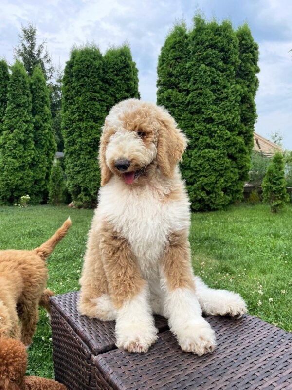 Daisy Giant Poodle