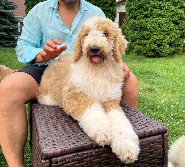 Daisy Giant Poodle