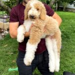Daisy-female-Poodle-puppy-for-sale-3