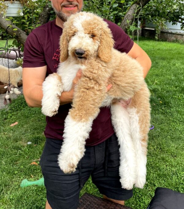 Daisy Giant Poodle