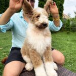 Daisy-female-Poodle-puppy-for-sale-4