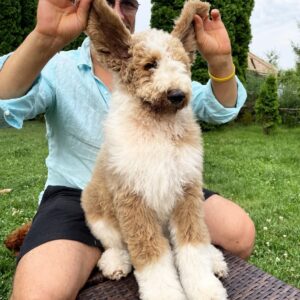 Daisy Giant Poodle