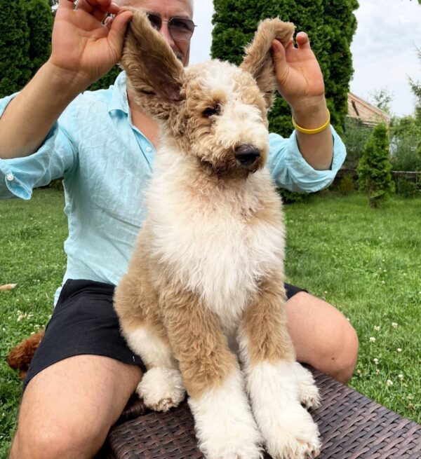 Daisy Giant Poodle