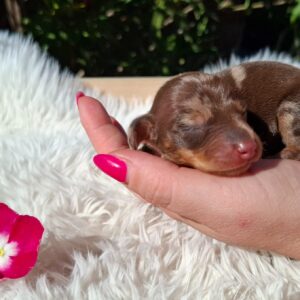 Daisy Miniature Dachshund
