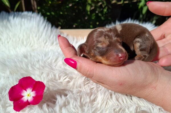 Daisy Miniature Dachshund
