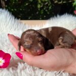 Daisy-female-miniature-dachshund-puppy-for-sale-1 (2)