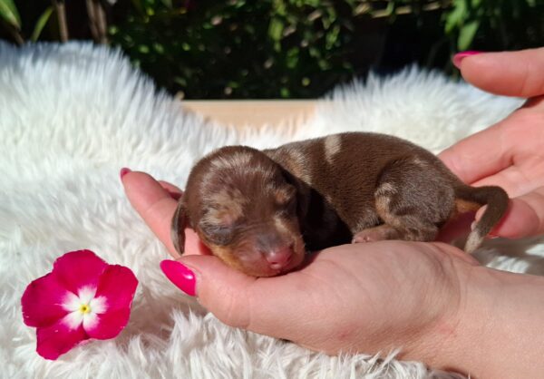Daisy Miniature Dachshund