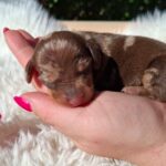 Daisy-female-miniature-dachshund-puppy-for-sale-1 (3)