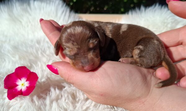 Daisy Miniature Dachshund