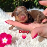 Darius Miniature Dachshund