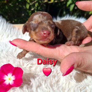 Daisy Miniature Dachshund