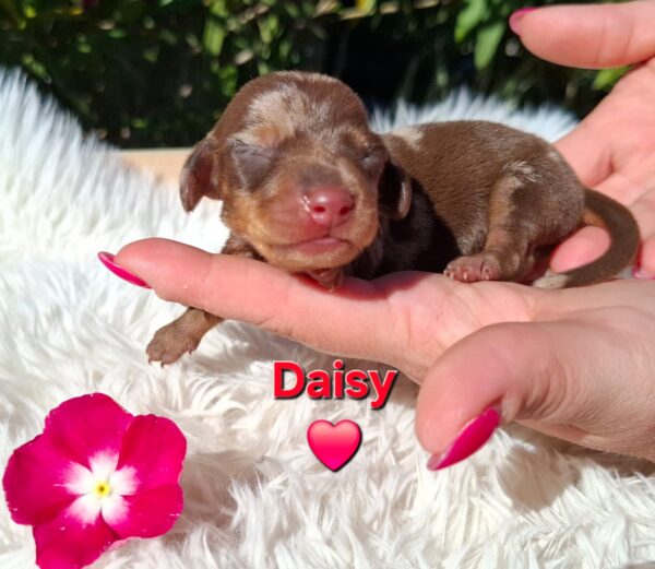 Daisy Miniature Dachshund