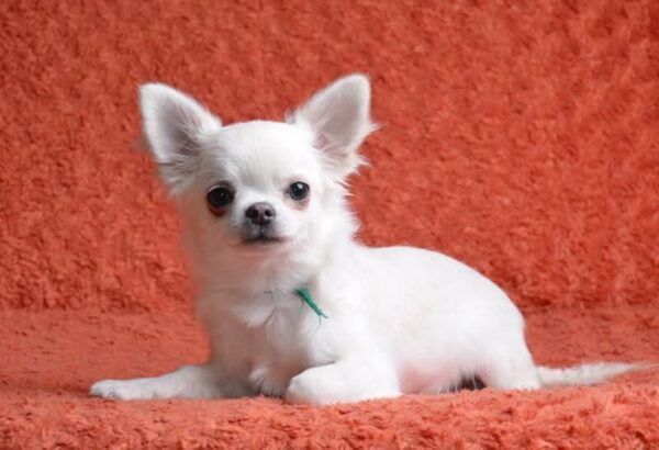Damian Chihuahua