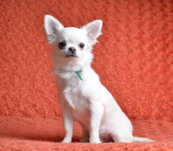 Damian Chihuahua