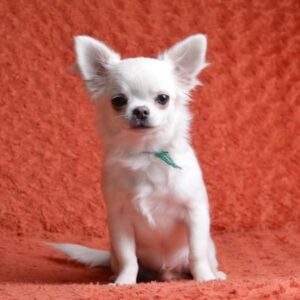 Damian Chihuahua