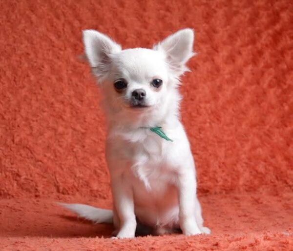 Damian Chihuahua
