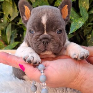 Darius French Bulldog