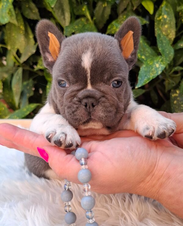 Darius French Bulldog