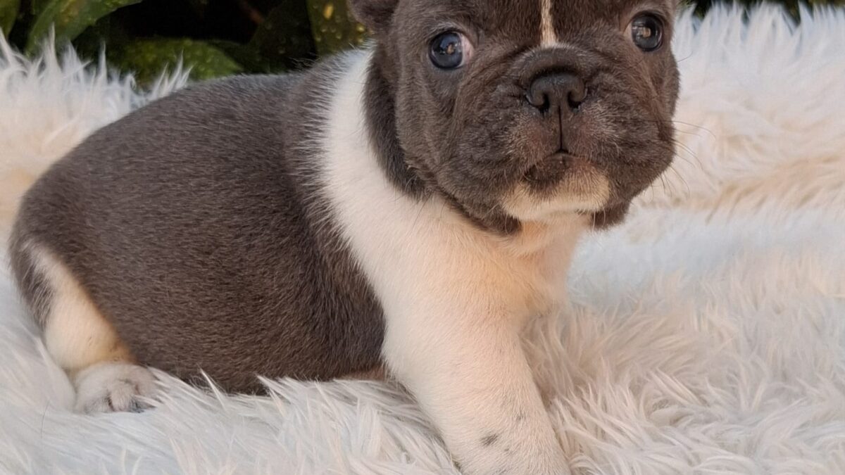 Fawn And White French Bulldog Puppy Bulldog Colors Fawn Pied