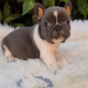 Darius French Bulldog
