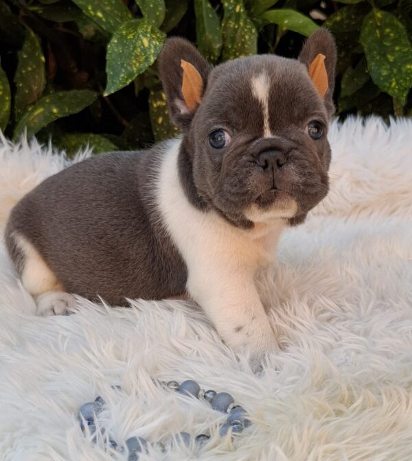 Darius French Bulldog