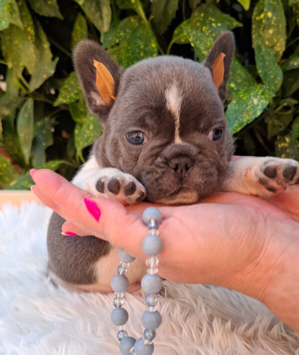 Darius French Bulldog