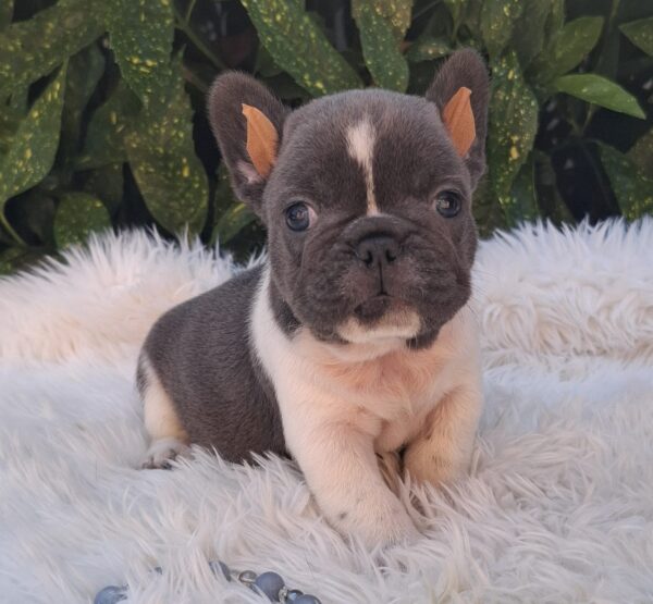 Darius French Bulldog