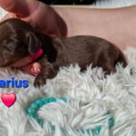 Dexter Miniature Dachshund