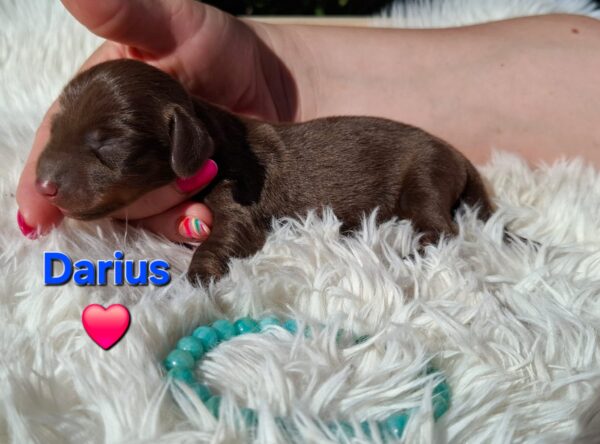 Darius Miniature Dachshund