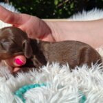 Darius-male-miniature-dachshund-puppy-for-sale-1 (2)
