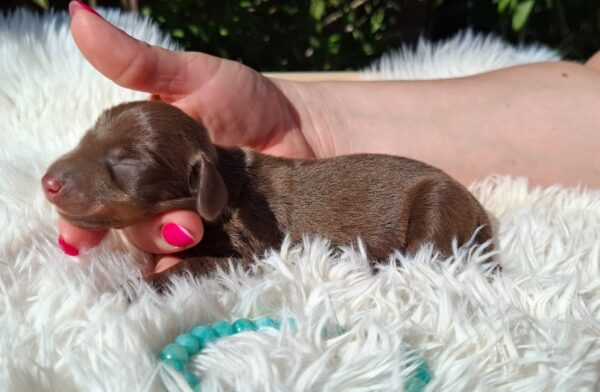 Darius Miniature Dachshund