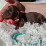 Darius-male-miniature-dachshund-puppy-for-sale-1 (3)