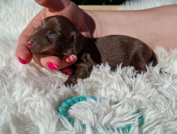 Darius Miniature Dachshund