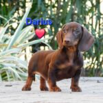 Darius-male-miniature-dachsund-puppy-for-sale- (1)