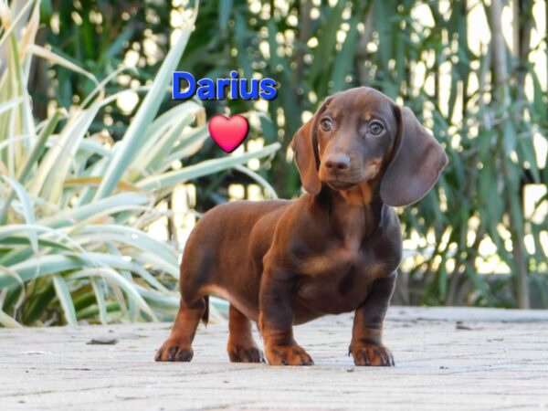 Darius Miniature Dachshund Darius Miniature Dachshund