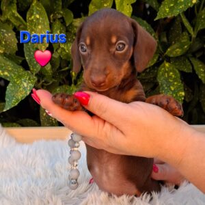 Darius Miniature Dachshund