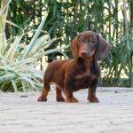 Darius-male-miniature-dachsund-puppy-for-sale- (2)