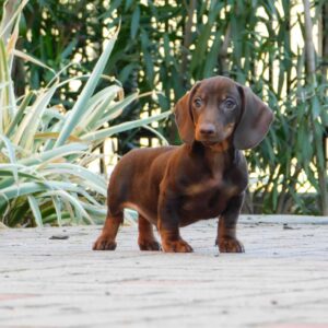 Darius Miniature Dachshund Darius Miniature Dachshund