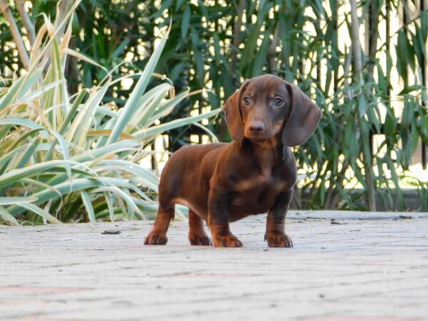 Darius Miniature Dachshund Darius Miniature Dachshund