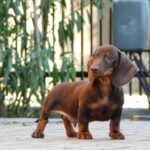 Darius-male-miniature-dachsund-puppy-for-sale- (3)