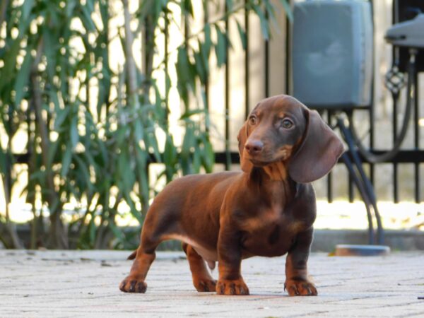Darius Miniature Dachshund Darius Miniature Dachshund