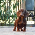 Darius-male-miniature-dachsund-puppy-for-sale- (4)