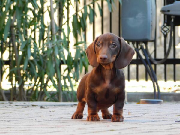 Darius Miniature Dachshund Darius Miniature Dachshund