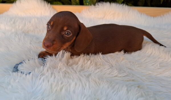 Darius Miniature Dachshund