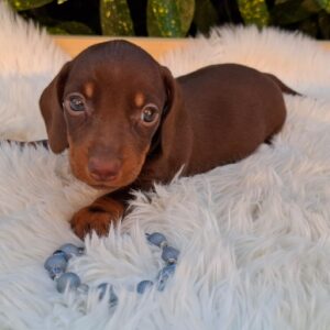 Darius Miniature Dachshund