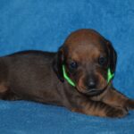 Dart-male-Miniature-dachsund-puppy-for-sale-1 (1)