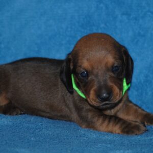 Dart Miniature Dachshund