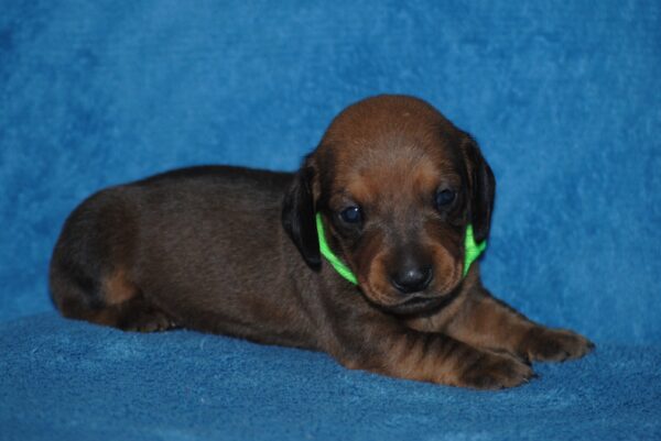 Dart Miniature Dachshund
